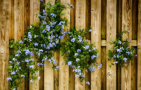 Картинка цветы, забор, голубые