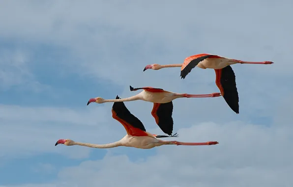 Птицы, полёт, трио, фламинго