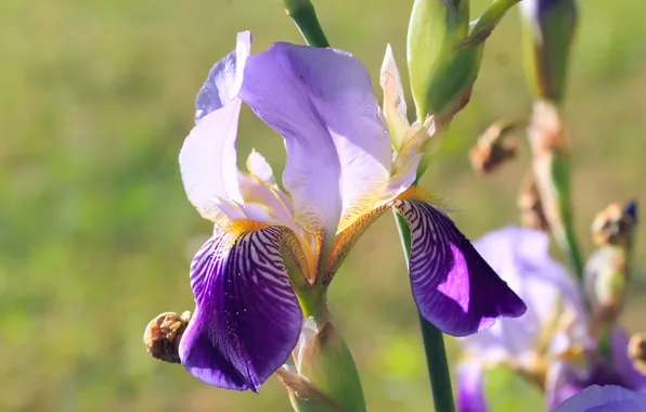 Flower, lily, blooming