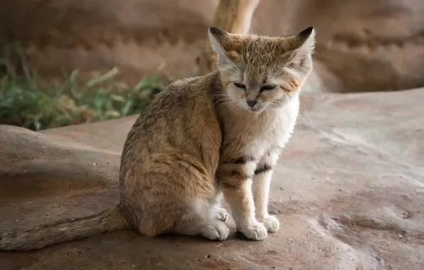 Картинка кошка, камень, хищник, спит, дикая