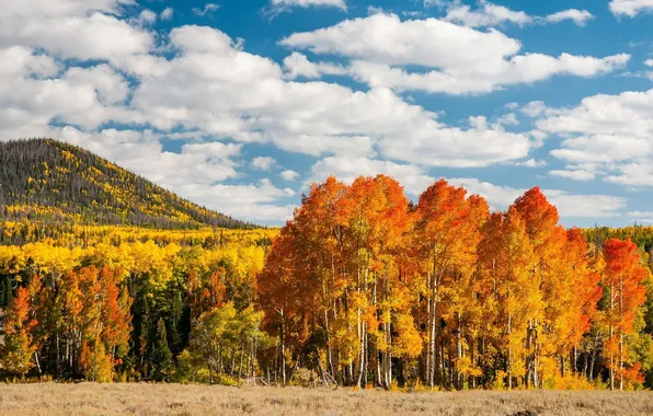 Картинка осень, лес, небо, облака, деревья, пейзаж, горы, природа