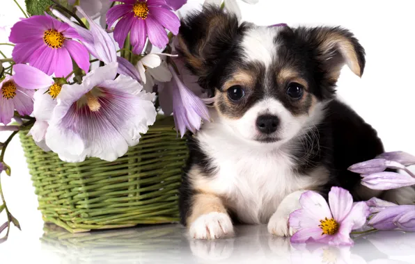 Картинка цветы, корзина, собака, щенок, чихуахуа, космея, мальвы