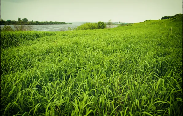 Лето, трава, природа, зеленый, берег