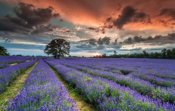 Картинка Sunset, Summer, English Lavender
