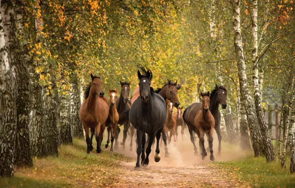 Дорога, лес, природа, конь, лошадь, кони, лошади, бег