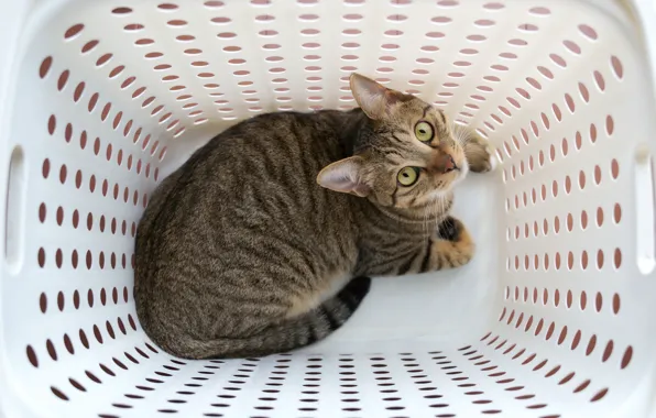 Кошка, кот, взгляд, серый, корзина, мордашка, вид сверху, табби