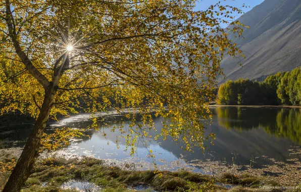 Trees, water, lake, mirror