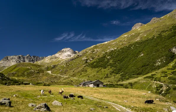 Картинка зелень, животные, горы, дома, скот, альпы, постройки. камни