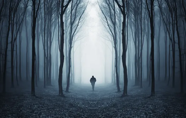 Картинка лес, туман, человек, просека