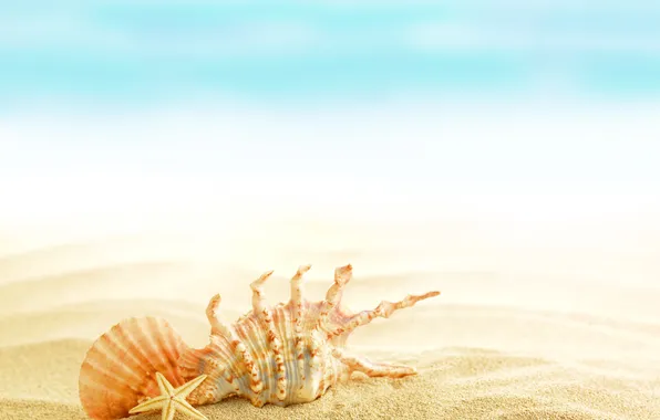 Картинка summer, beach, sand, shells, seashells