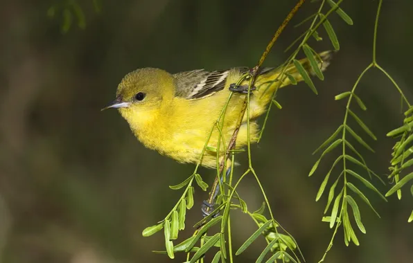 Картинка птица, ветка, желтая птичка