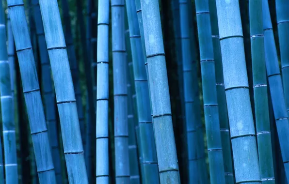 Картинка бамбук, Япония, Japan, Kinki, Кинки, Kyoto, Bamboo, Киото