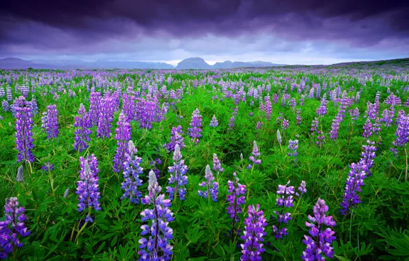Картинка поле, лето, небо, горы, тучи, Исландия, люпины, Июнь
