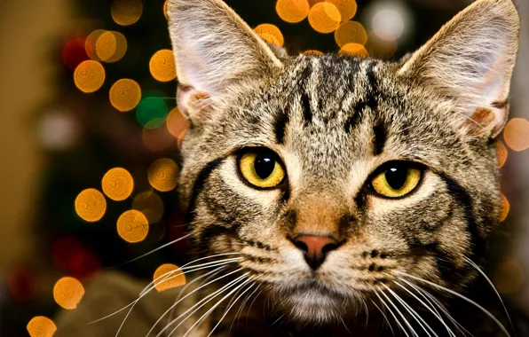 Картинка кошка, глаза, кот, взгляд, морда, огни, желтые, полосатый