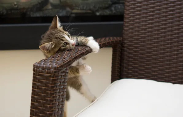 Кошка, поза, котенок, комната, игра, кресло, малыш, полосатый