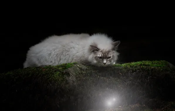 Кошка, кот, свет, ночь, природа, поза, камень, мох