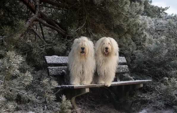 Картинка зима, собаки, скамья