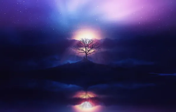 Aurora, sky, sea, ocean, sunset, clouds, stars, tree