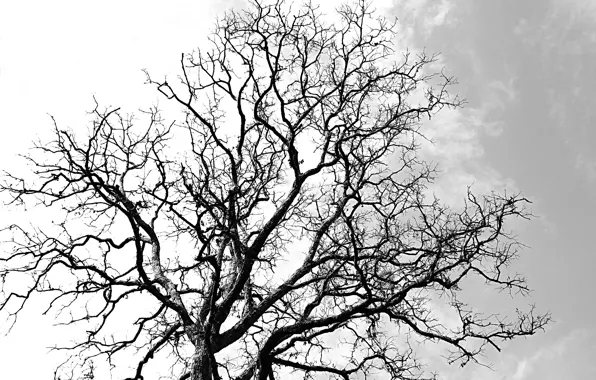Autumn, tree, death, leaf, samsara