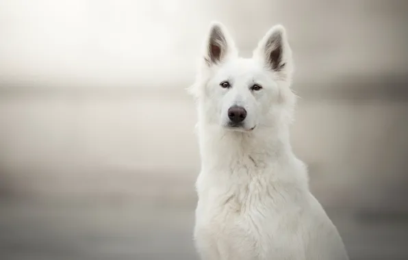 Взгляд, морда, фон, портрет, собака, Белая швейцарская овчарка