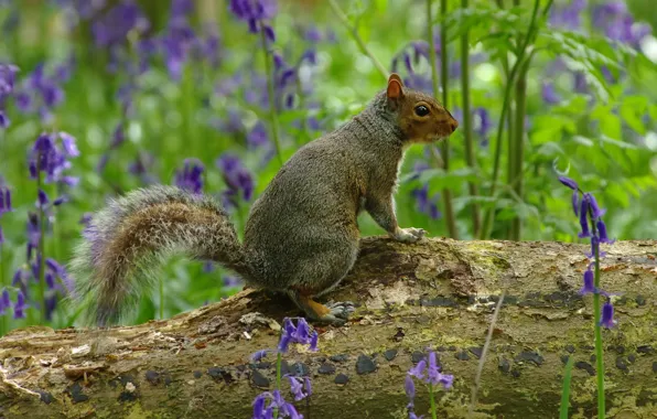 Картинка цветы, природа, серый, белка, бревно