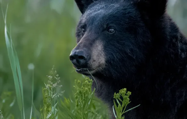 Картинка трава, взгляд, морда, портрет, медведь, Барибал, Чёрный медведь