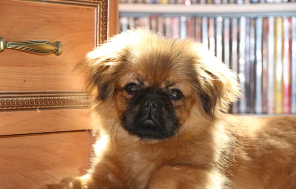 Dog, PUPPY, PEKINGESE, PEKIN, KROPKA