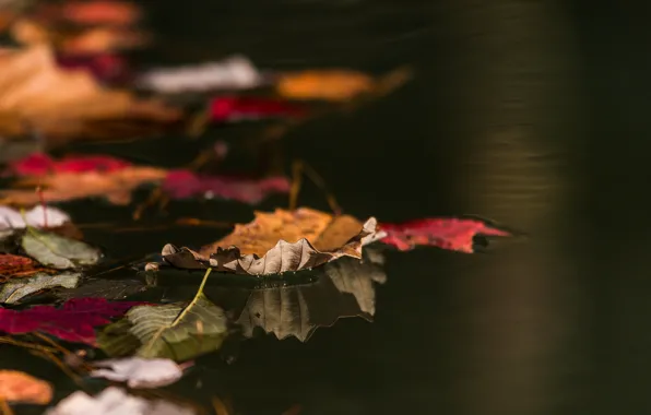 Картинка осень, листья, вода, макро