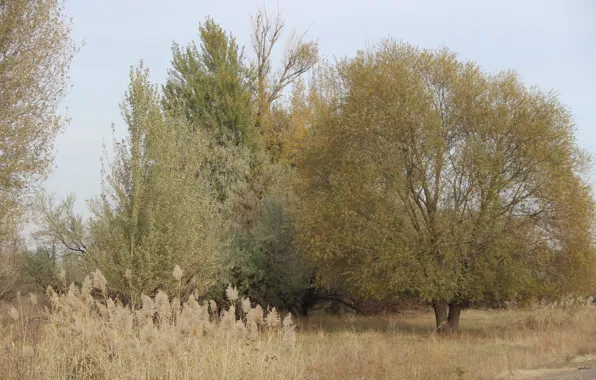 Листья, деревья, желтая трава, Осень