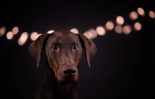 Взгляд, друг, собака