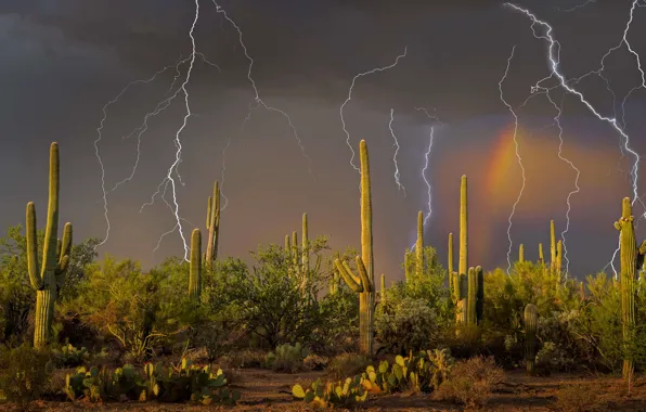 Гроза, молния, кактус, Аризона, США, Тусон, горы Тортолита