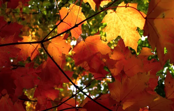 Картинка осень, листья, свет, листва, ветка, солнышко, просвет