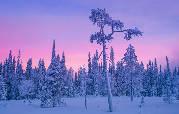 Зима, лес, снег, деревья, Финляндия, полярная ночь
