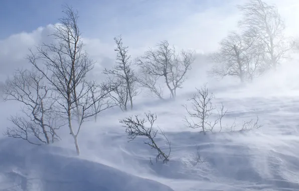 Картинка холод, зима, лес, снег, деревья, холм, вьюга