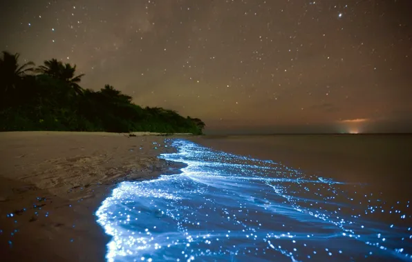 Sea, coast, night, plankton