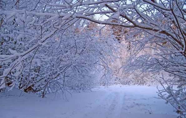 Картинка природа, деревья, снег, лес, зима