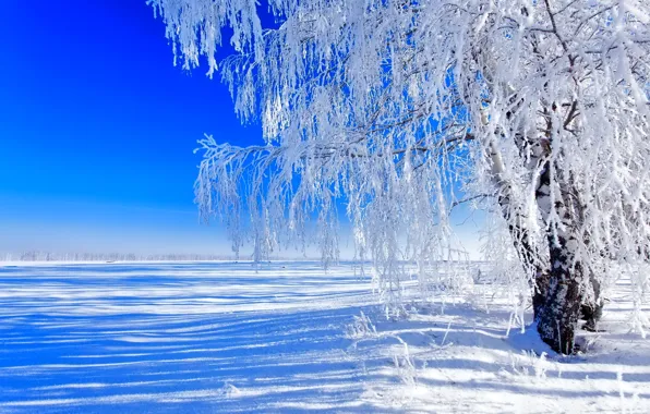 Картинка поле, небо, снег, дерево, Зима