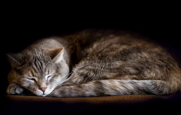 Картинка кошка, уют, дом