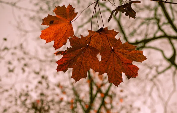 Осень, листья, ветка, семена, красные, клен