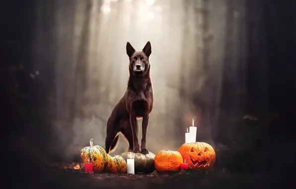 Фон, собака, Halloween
