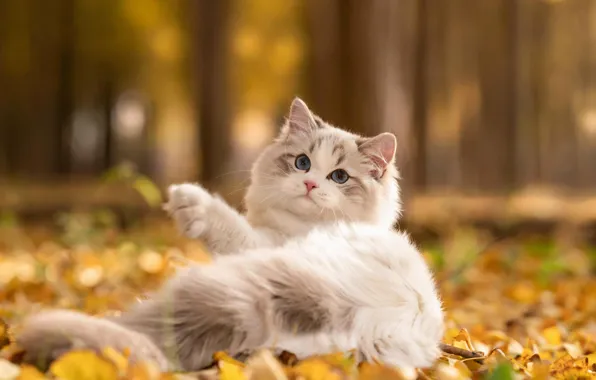Осень, кошка, белый, деревья, природа, поза, парк, котенок