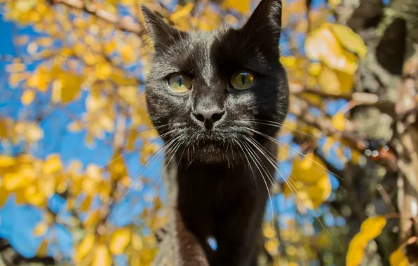 Глаза, кот, усы, фон, моська