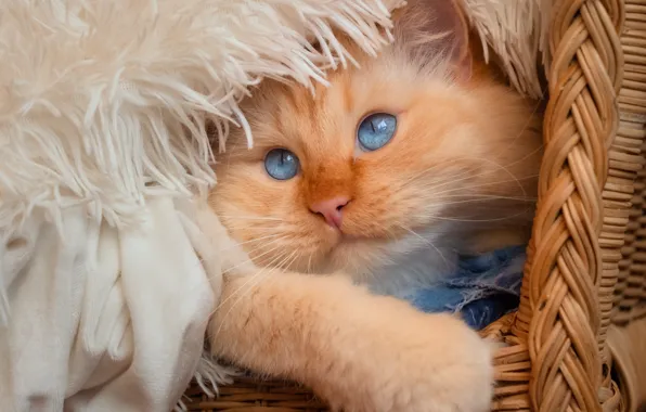 Кошка, кот, взгляд, поза, пушистый, рыжий, мех, голубые глаза