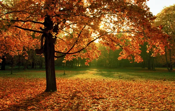 Картинка осень, природа, парк, дерево, листва