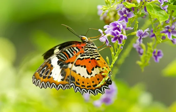 Картинка цветок, бабочка, растение, крылья, насекомое, мотылек