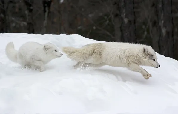 Картинка Canada, Parc Omega, Canadian Arctic Foxes
