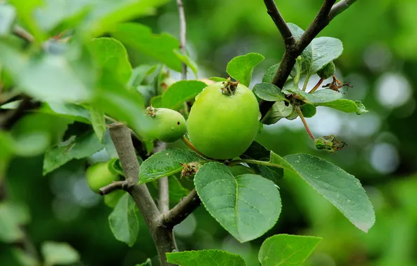 Apple, tree, fruit