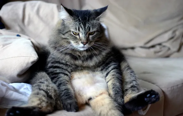 Кот, шерсть, сидит