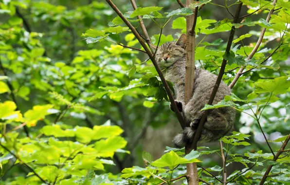 Дерево, сон, дикая кошка, на дереве, спящая, лесная кошка