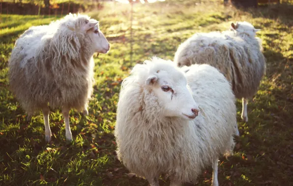 Животные, овцы, шерсть